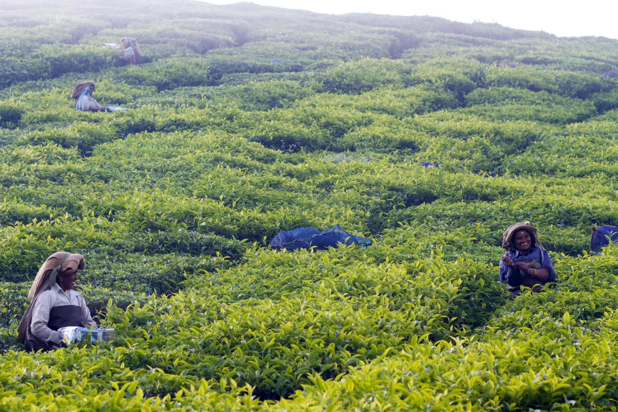 Tea plantation workers